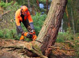 Pest Control for Lawns in Zumbrota, MN